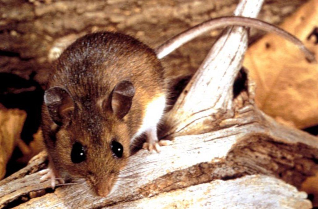 Cierran los accesos a lagos en la cordillera patagónica por una invasión de ratas