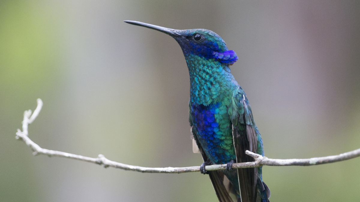 El colibrí azul y su profundo mensaje espiritual