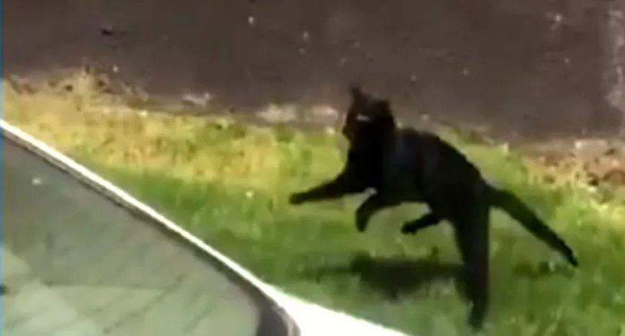 El pequeño animal aterrizó en tierra firme y escapó. 