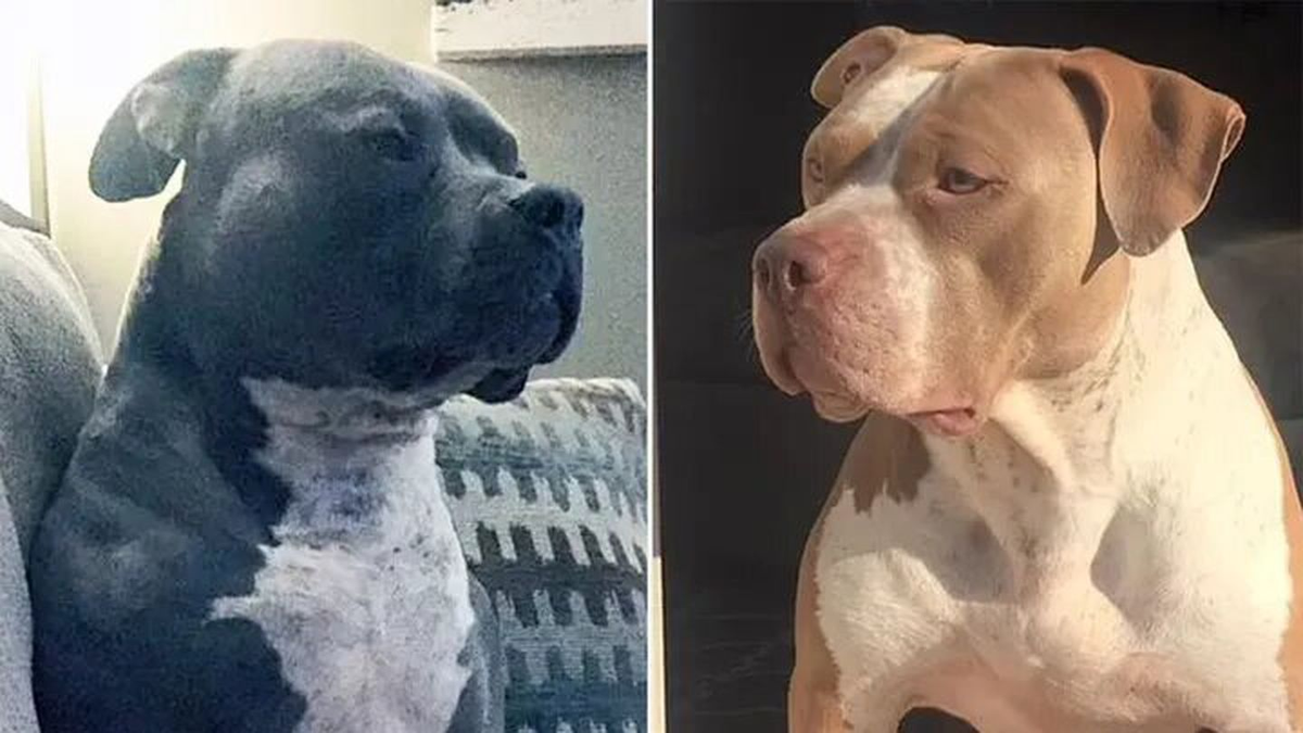 Dos pitbulls asesinaron salvajemente a un bebé de 5 meses y a su hermana de 2 años.