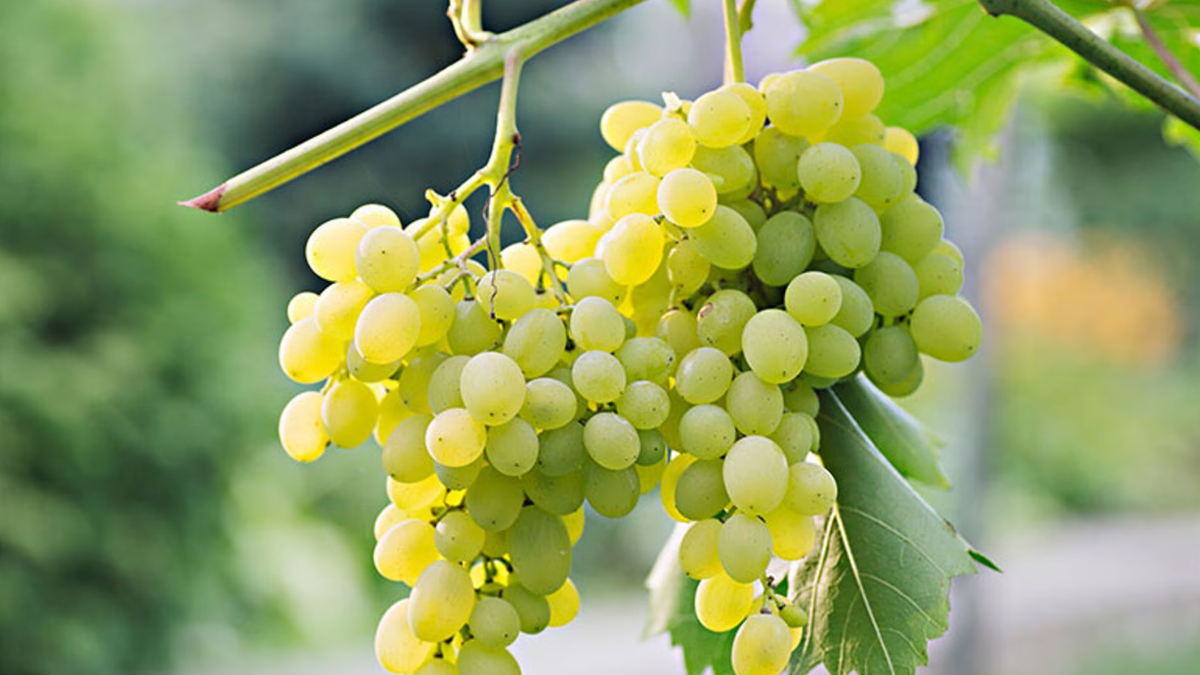 Las uvas blancas son deliciosas y frescas.