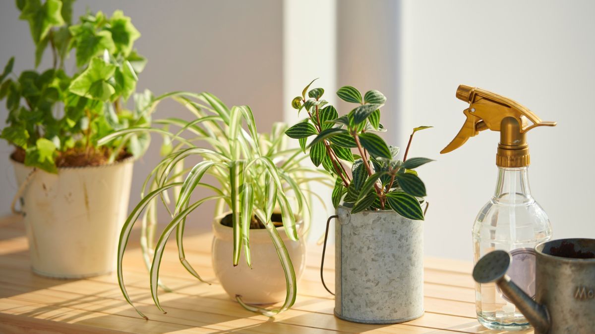 Produce hijuelos durante todo el año y podés obtener nuevas plantas sin gastar dinero.
