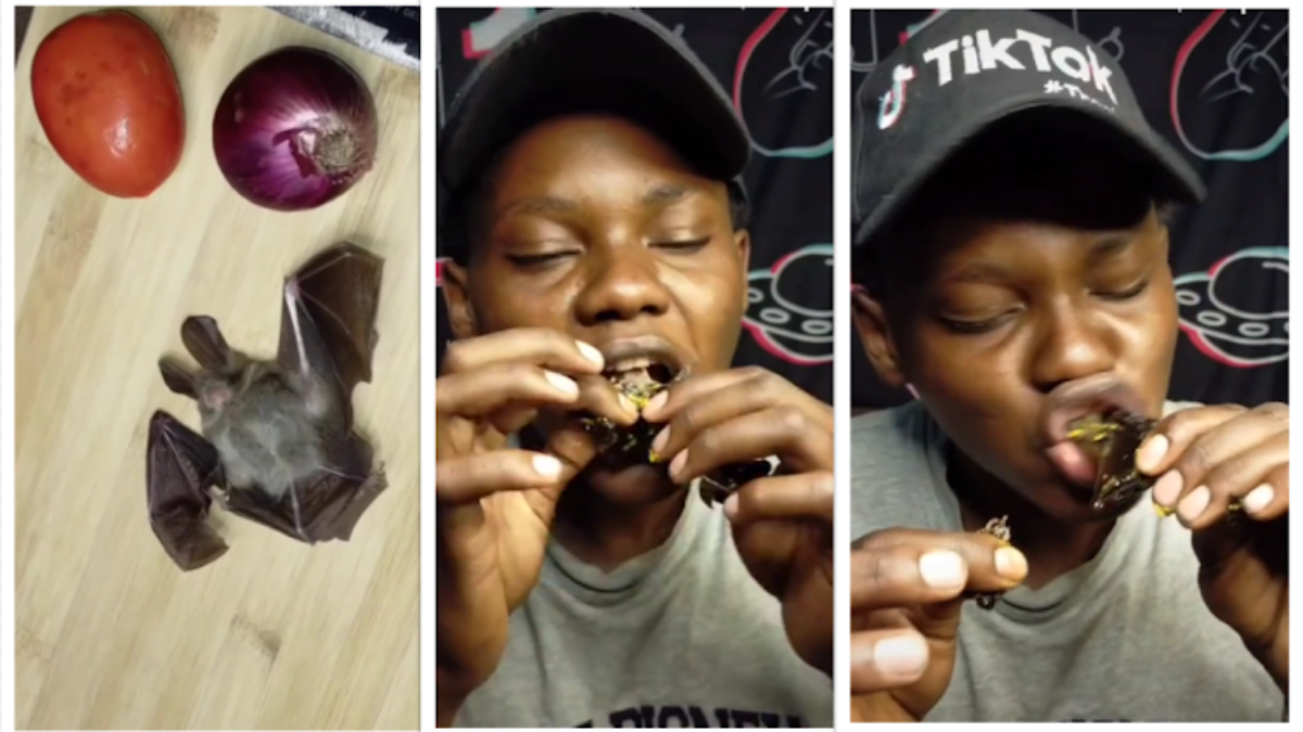 Un tiktoker comió un murciélago y se enfermó de gravedad.