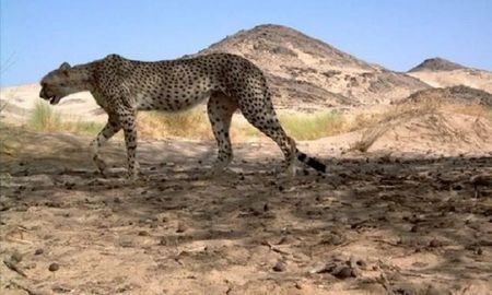 video: avistan por primera vez en 10 anos al raro guepardo del sahara video: avistan por primera vez en 10 anos al raro guepardo del sahara