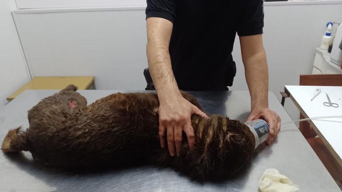 Perra que se ahogaba en la laguna Setúbal 