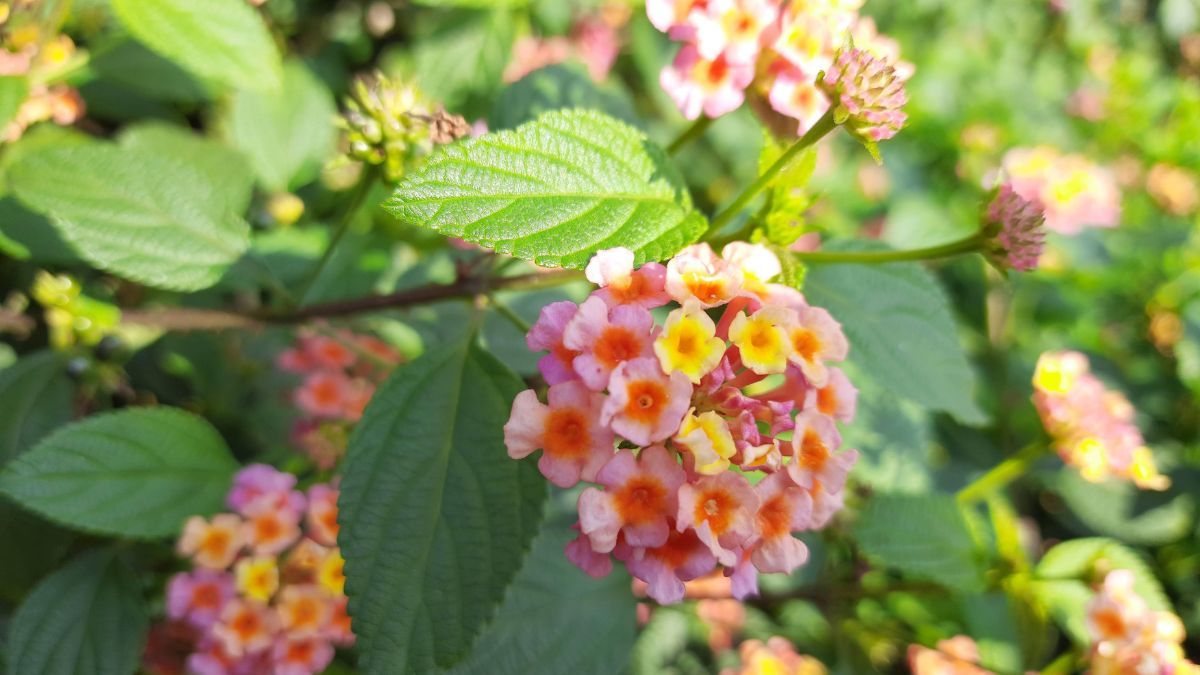Resiste el calor y ofrece ramilletes de flores que duran toda la temporada. Resiste el calor y ofrece ramilletes de flores que duran toda la temporada.