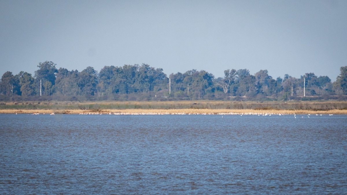 Los flamencos se posan frente a la Costanera santafesina, a más de dos kilómetros de distancia, por eso es muy difícil verlos o fotografiarlos desde la ciudad. Los flamencos se posan frente a la Costanera santafesina, a más de dos kilómetros de distancia, por eso es muy difícil verlos o fotografiarlos desde la ciudad.