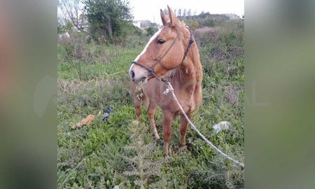 Rescataron un caballo robado en Santo Tomé Rescataron un caballo robado en Santo Tomé
