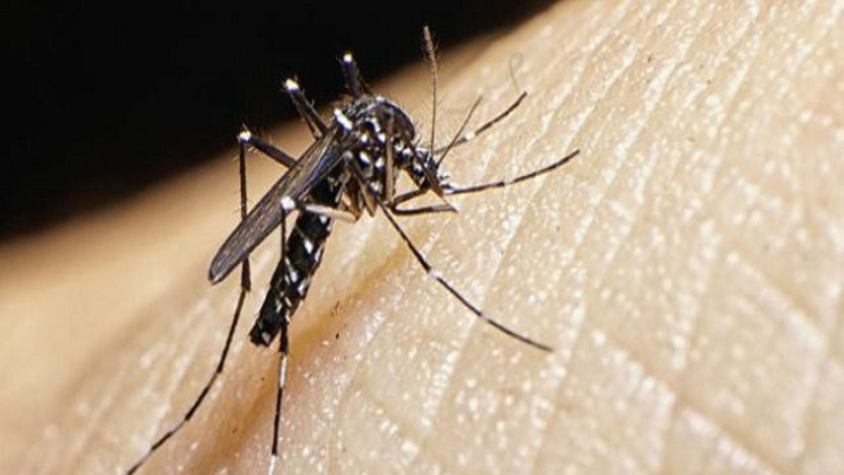 El dengue es una enfermedad viral transmitida por la picadura del mosquito del género Aedes, principalmente por Aedes aegypti. El dengue es una enfermedad viral transmitida por la picadura del mosquito del género Aedes, principalmente por Aedes aegypti.