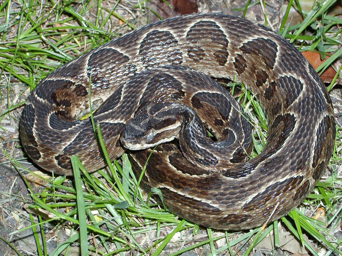 Un hombre de 44 murió luego de lo que mordiera una yarará. Los médicos