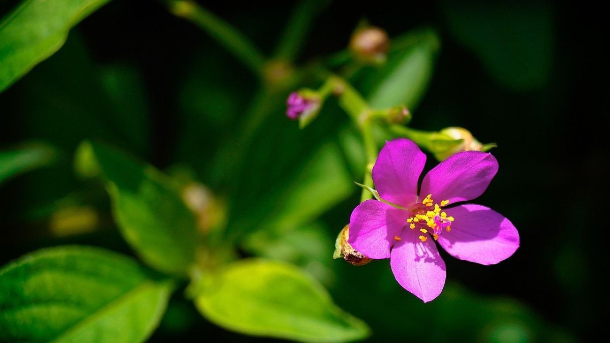 Qué plantar en maceta en diciembre para tener flores todo el verano.