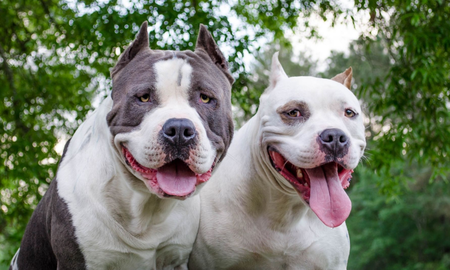 Los pitbulls pertenecen a una de las razas de perros consideradas potencialmente peligrosas.