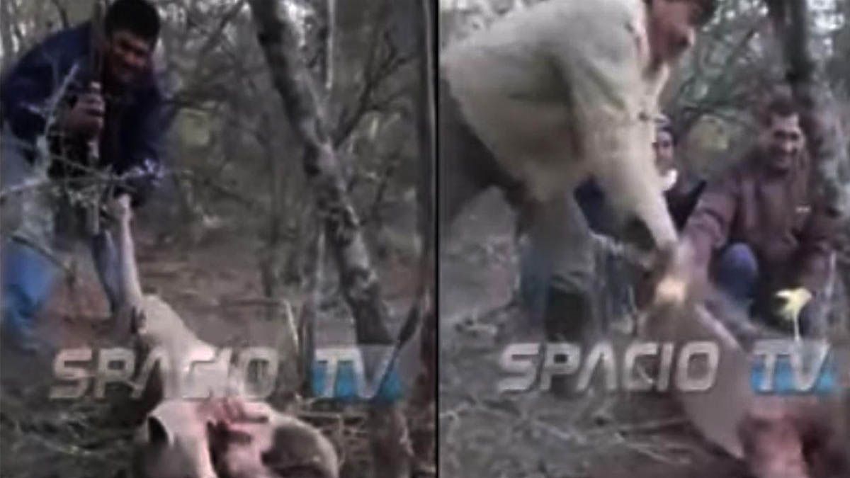 Mataron a un puma, lo filmaron y ahora quedaron detenidos