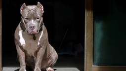 Un pitbull atacó a una niña de 8 años en Río Gallegos y le desfiguró la cara.
