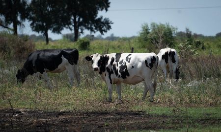 todolactea 2026 suma una jornada clave para tambos eficientes y el recambio generacional todolactea 2026 suma una jornada clave para tambos eficientes y el recambio generacional