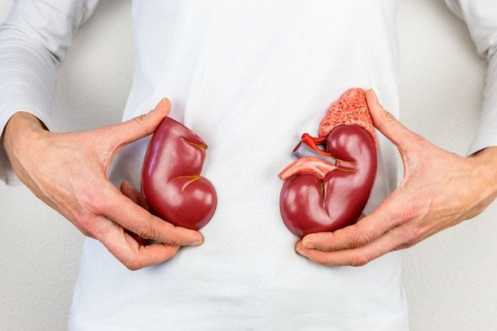 Qué alimentos probióticos son buenos para los riñones