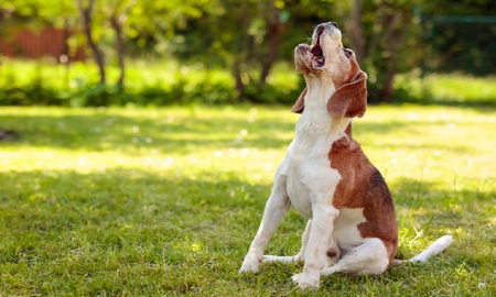 7 razones principales por las que aullan los perros 7 razones principales por las que aullan los perros