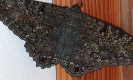 Qué significa la presencia de una mariposa negra Qué significa la presencia de una mariposa negra