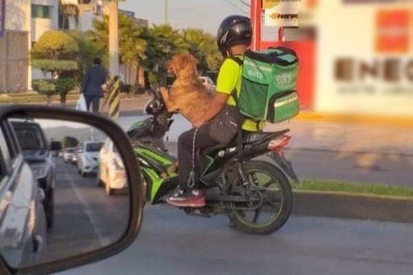 La historia detrás del cachorro que reparte comida en Guanajuato