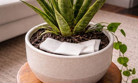Este truco con papel higiénico puede ayudar a controlar la humedad en la maceta del aloe vera. Este truco con papel higiénico puede ayudar a controlar la humedad en la maceta del aloe vera.