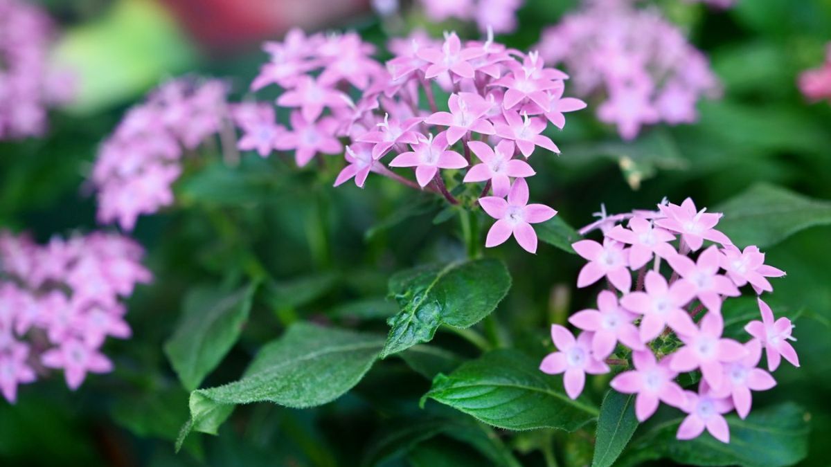 La Pentas ofrece flores en forma de estrella que atraen mariposas. La Pentas ofrece flores en forma de estrella que atraen mariposas.