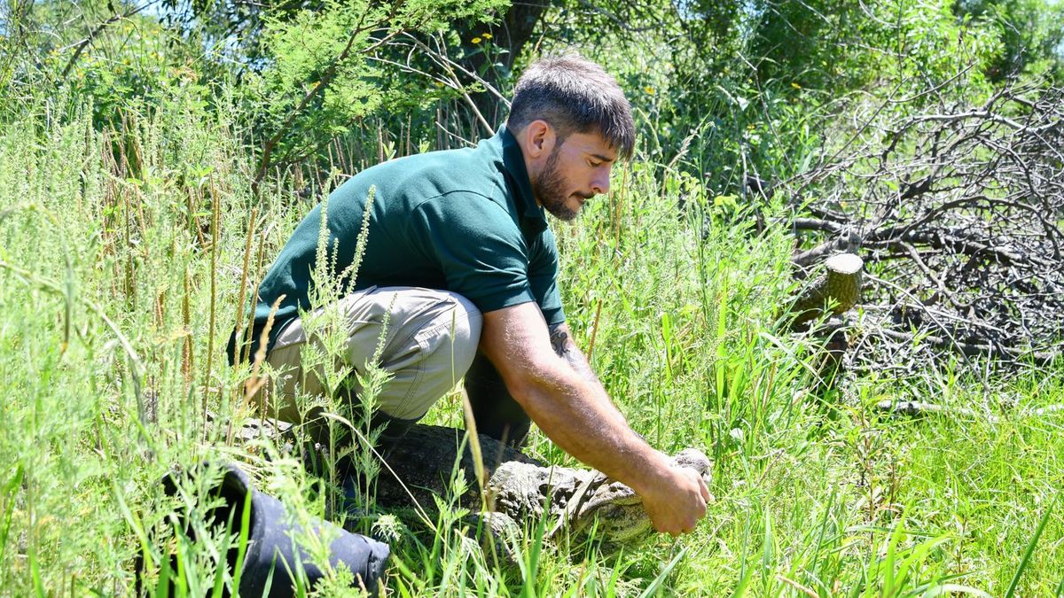 Tras pasar meses de recuperación en La Esmeralda, el ejemplar de yacaré overo fue reinsertado en una reserva natural de Santa Fe. Tras pasar meses de recuperación en La Esmeralda, el ejemplar de yacaré overo fue reinsertado en una reserva natural de Santa Fe. 