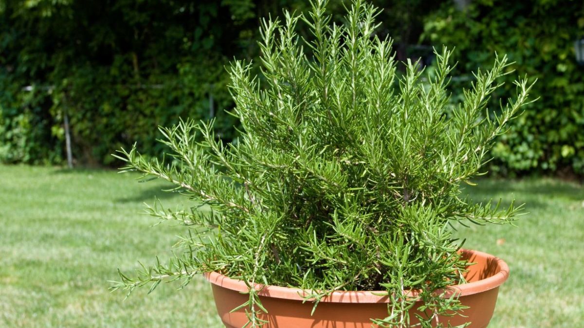 El cultivo de romero en maceta requiere condiciones de drenaje específicas para evitar que la humedad afecte la salud de sus raíces.