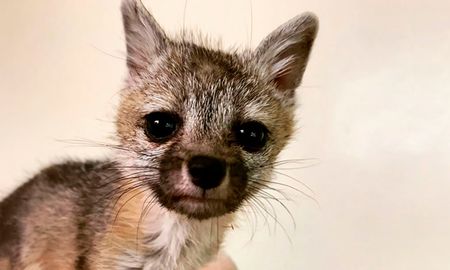 video: una cria de zorro huerfana sigue al perro de una familia en busca de ayuda video: una cria de zorro huerfana sigue al perro de una familia en busca de ayuda