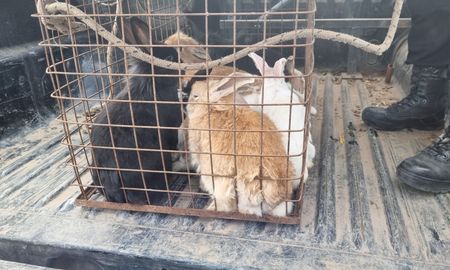 El municipio hizo un acta de infracción por maltrato animal y por falta de habilitación.