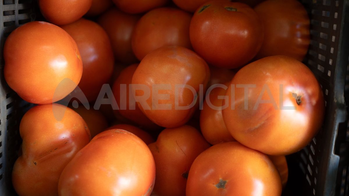 El kilo de tomate alcanzó los $5.000 en Santa Fe: qué pasó y cuando bajará el precio.