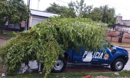 Secuestraron 35 plantas de Marihuana de un domicilio en calle Lamadrid a la altura del 6500 en el norte de la ciudad de Santa Fe. Secuestraron 35 plantas de Marihuana de un domicilio en calle Lamadrid a la altura del 6500 en el norte de la ciudad de Santa Fe.