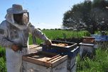 Mieles entrerrianas: el plan para diferenciar la producción y mejorar el precio a los apicultores Mieles entrerrianas: el plan para diferenciar la producción y mejorar el precio a los apicultores