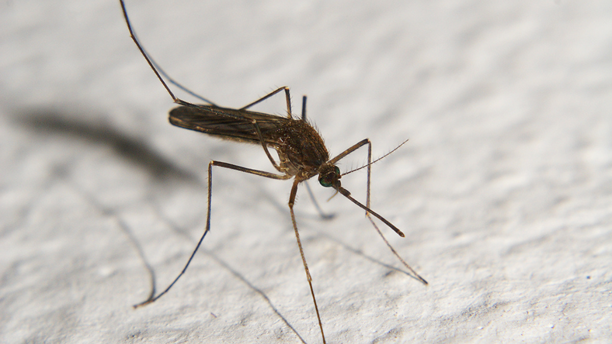 El Aedes albifasciatus o mosquito de la inundación