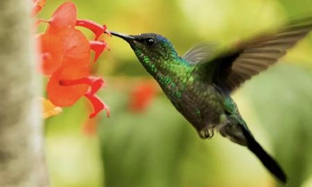 El colibrí es el ave más pequeña del mundo. El colibrí es el ave más pequeña del mundo.