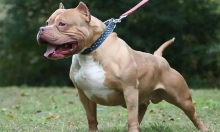 Aire de Santa Fe | Un pitbull atacó a una beba y tuvieron que sacrificarlo para poder salvarla