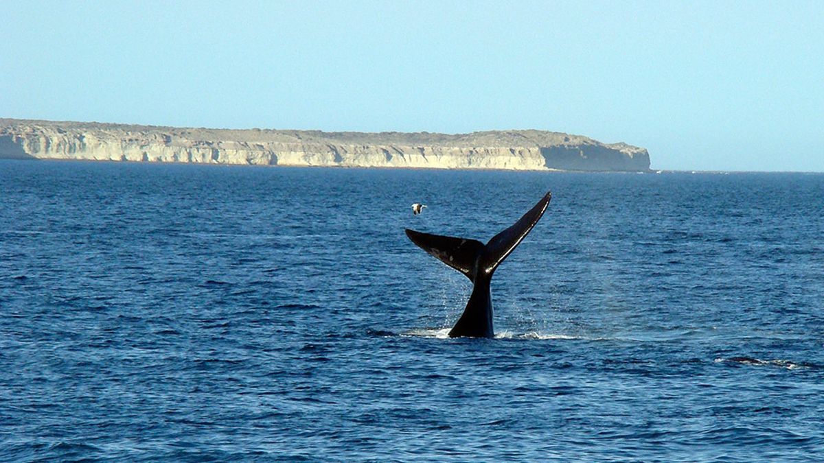 Quienes deseen ingresar a Río Negro en ómnibus o avión, deberán presentar un test o PCR negativo realizado con 72 horas de anticipación. Además, se solicitará el permiso de la aplicación Circulación RN o tramitado a través del sitio oficial de la provincia.