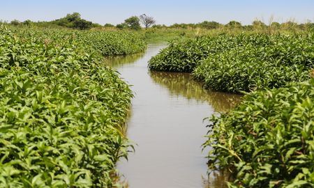 Los humedales e islas de Victoria fueron duramente castigados durante los últimos cuatro años. Los humedales e islas de Victoria fueron duramente castigados durante los últimos cuatro años.