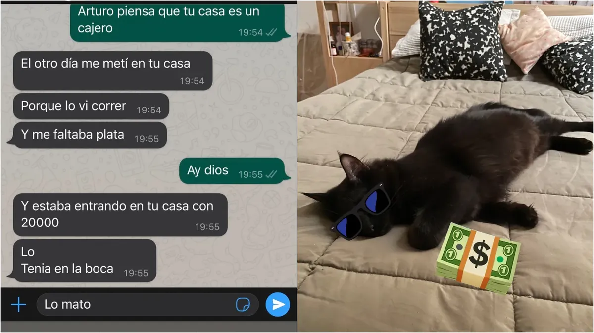Un gato le robó miles de pesos a su vecino y se hizo viral.