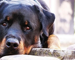 Los perros rascan la cama antes de dormir. ¿Por qué?
