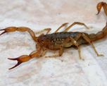 como identificar los alacranes potencialmente mortiferos y los inofensivos como identificar los alacranes potencialmente mortiferos y los inofensivos