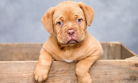 dejo a su perro al cuidado de su tia, le dio un manual de instrucciones y se volvio viral dejo a su perro al cuidado de su tia, le dio un manual de instrucciones y se volvio viral