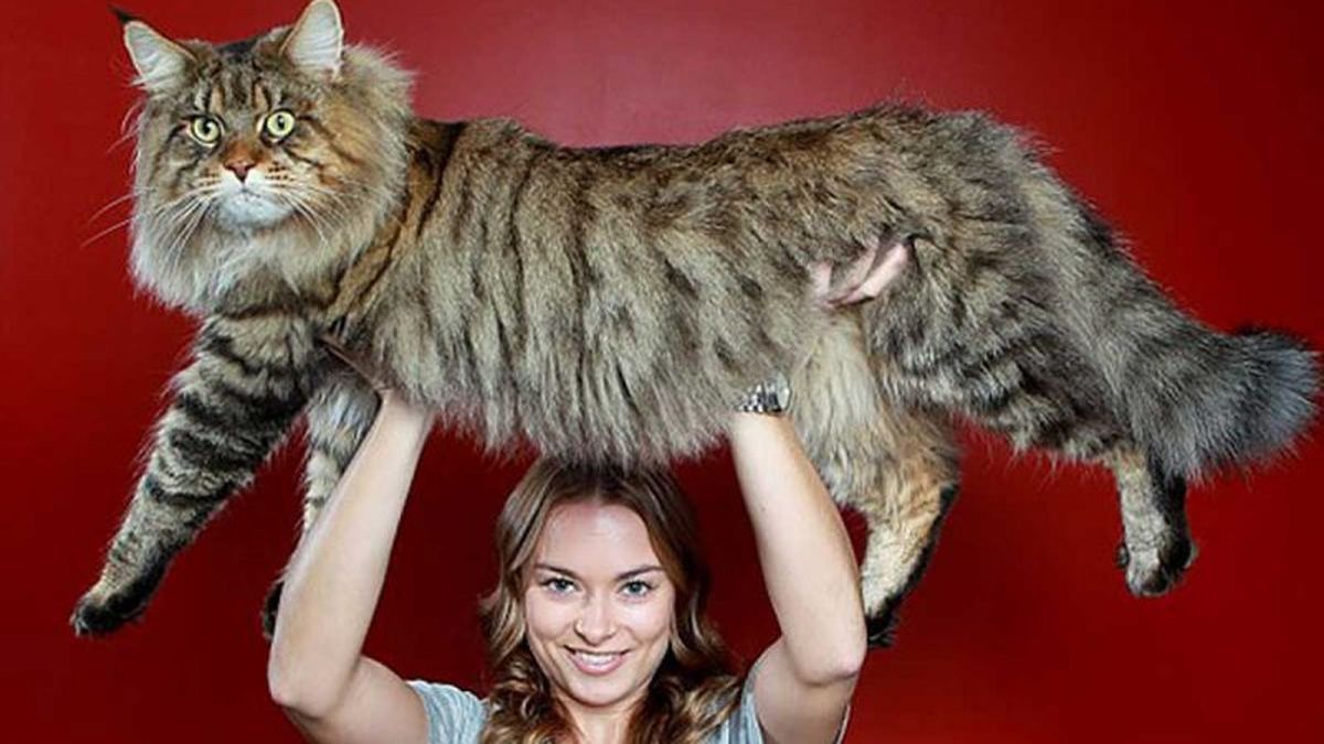 11 Fotos De Los Gatos Más Gigantes Del Mundo