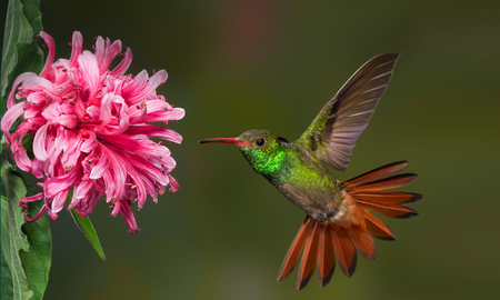 Por qué la palabra colibrí lleva tilde Por qué la palabra colibrí lleva tilde