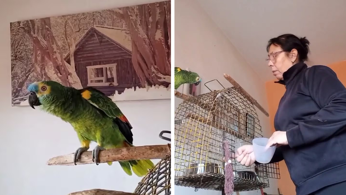 Grabó a su loro hablando en cordobés y se hizo viral en TikTok.