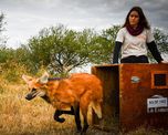 Junto a un gato montés y decenas de aves silvestres, el aguará guazú regresó a su hábitat natural como parte de una política de conservación que ya permitió reinsertar más de 900 animales durante 2026. Junto a un gato montés y decenas de aves silvestres, el aguará guazú regresó a su hábitat natural como parte de una política de conservación que ya permitió reinsertar más de 900 animales durante 2026.