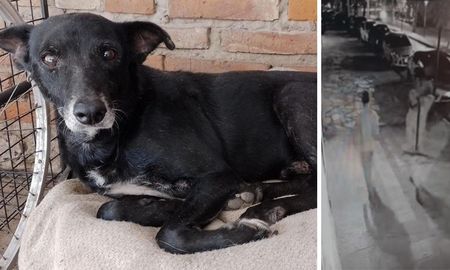 Cartucho fue asesinado por ladrones que entraron a robar a la veterinaria. En la imagen de la derecha se los ve huir acarreando un ventilador. Cartucho fue asesinado por ladrones que entraron a robar a la veterinaria. En la imagen de la derecha se los ve huir acarreando un ventilador.