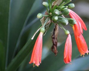 Si tu clivia nunca florece, estos cuidados pueden marcar la diferencia. Si tu clivia nunca florece, estos cuidados pueden marcar la diferencia.
