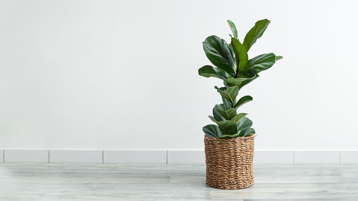 La luz natural es uno de los factores más importantes para que el ficus desarrolle hojas grandes. La luz natural es uno de los factores más importantes para que el ficus desarrolle hojas grandes.
