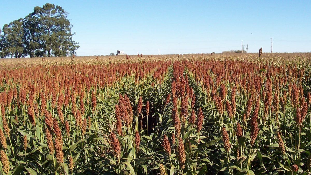 China es el máximo comprador internacional de sorgo: de las 11 millones de toneladas que se comercializaron a nivel mundial entre 2020 y 2021, 9,8 fueron absorbidas por el país asiático.