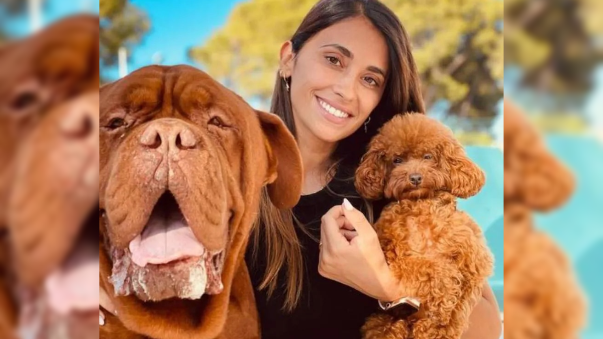 Antonela Roccuzzo subió una foto con su perro Hulk y sorprendió: no para de crecer